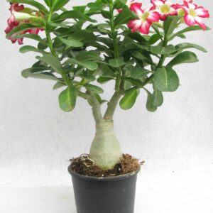 Adenium Plant