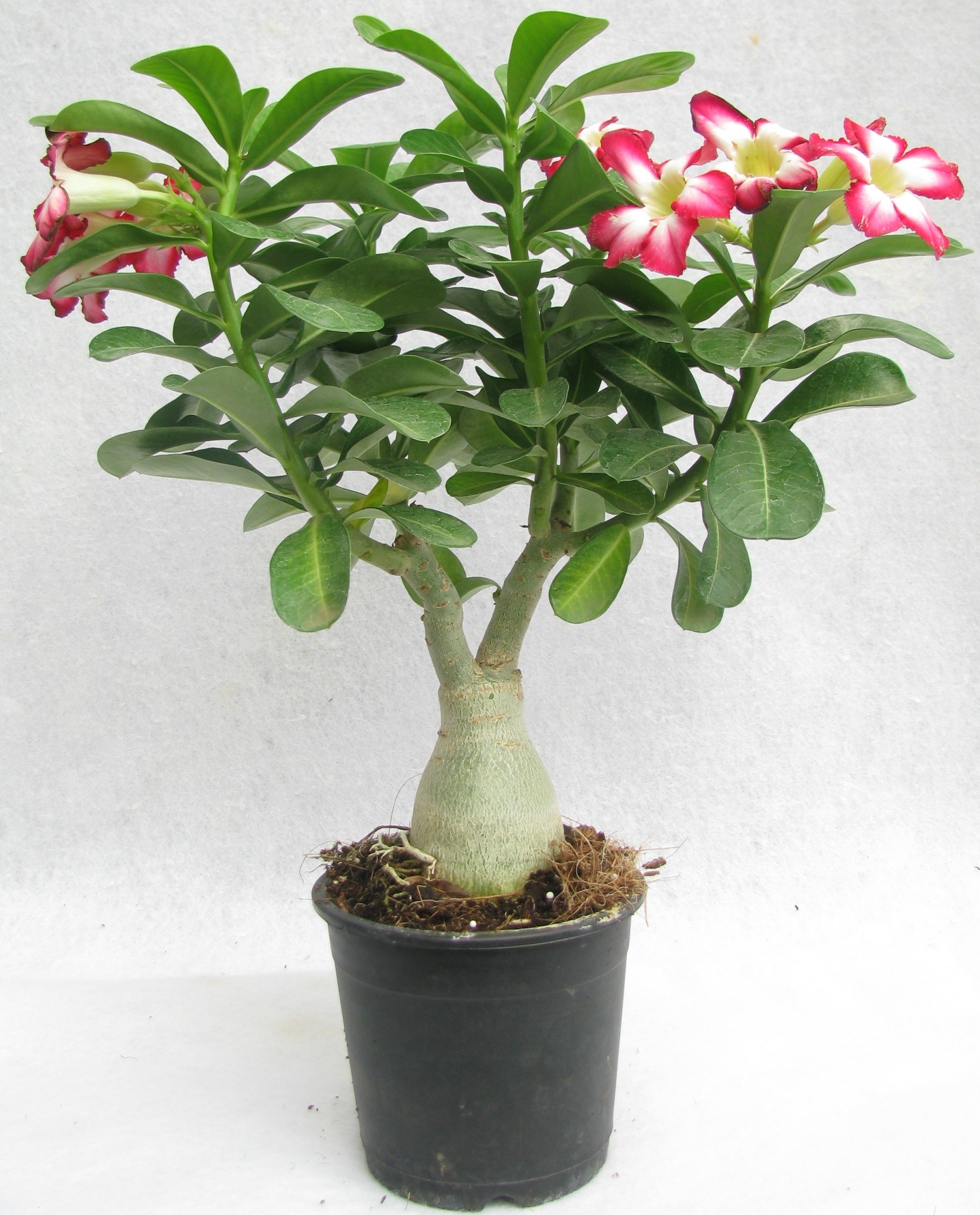 Adenium Plant