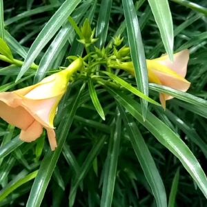 Kolke Plant