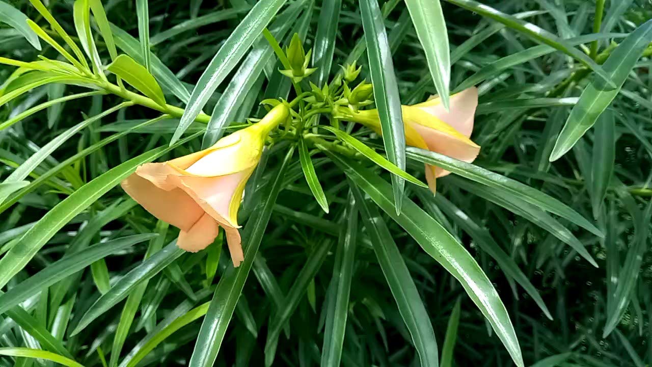 Kolke Plant