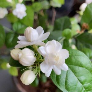 Mogra Plant