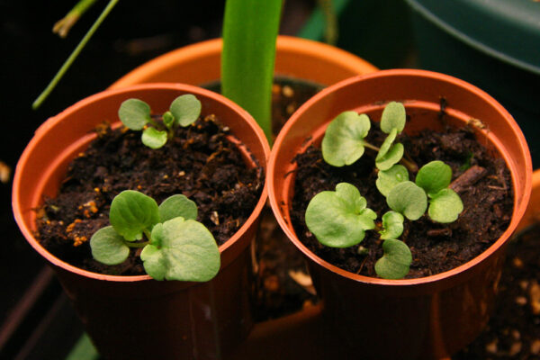 Pansy Plant - Image 6