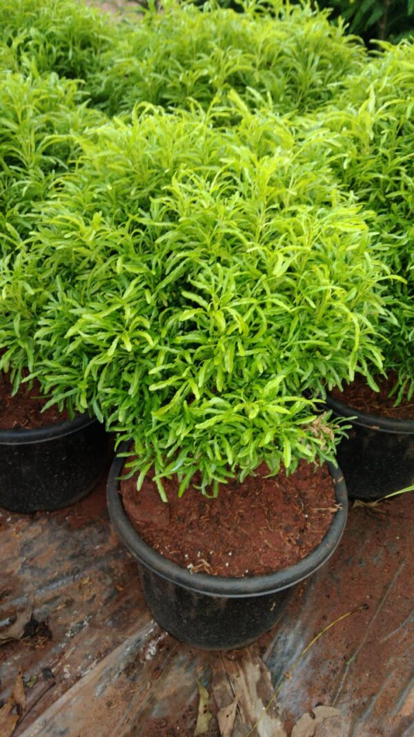 Aralia Plant - Image 4