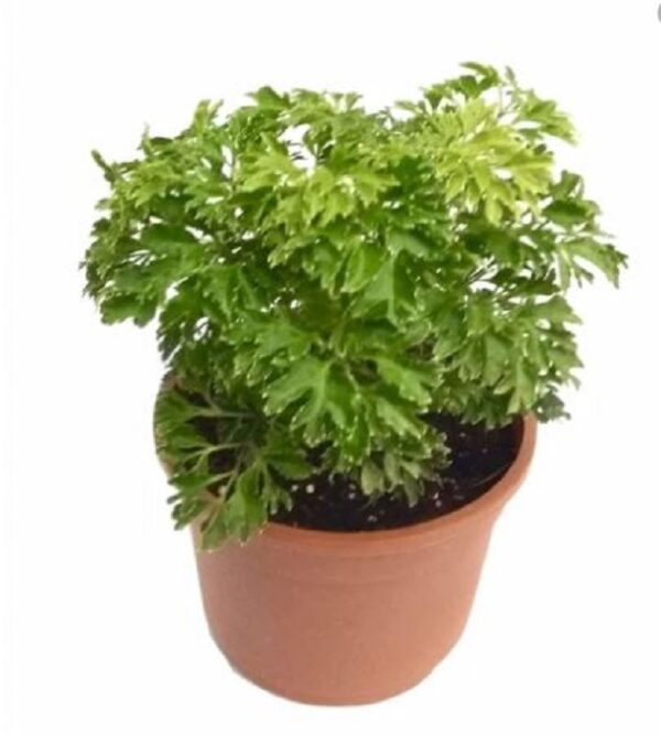 Aralia Plant - Image 3