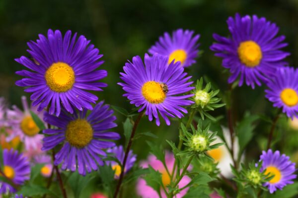 Aster Plant Blue