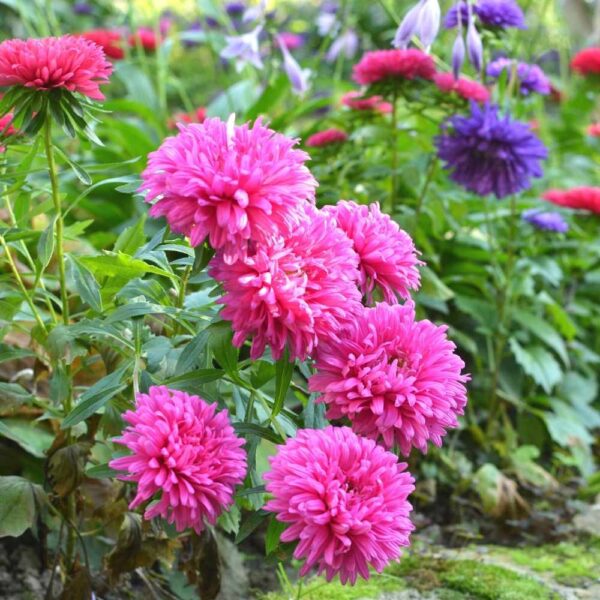Aster Plant Pink