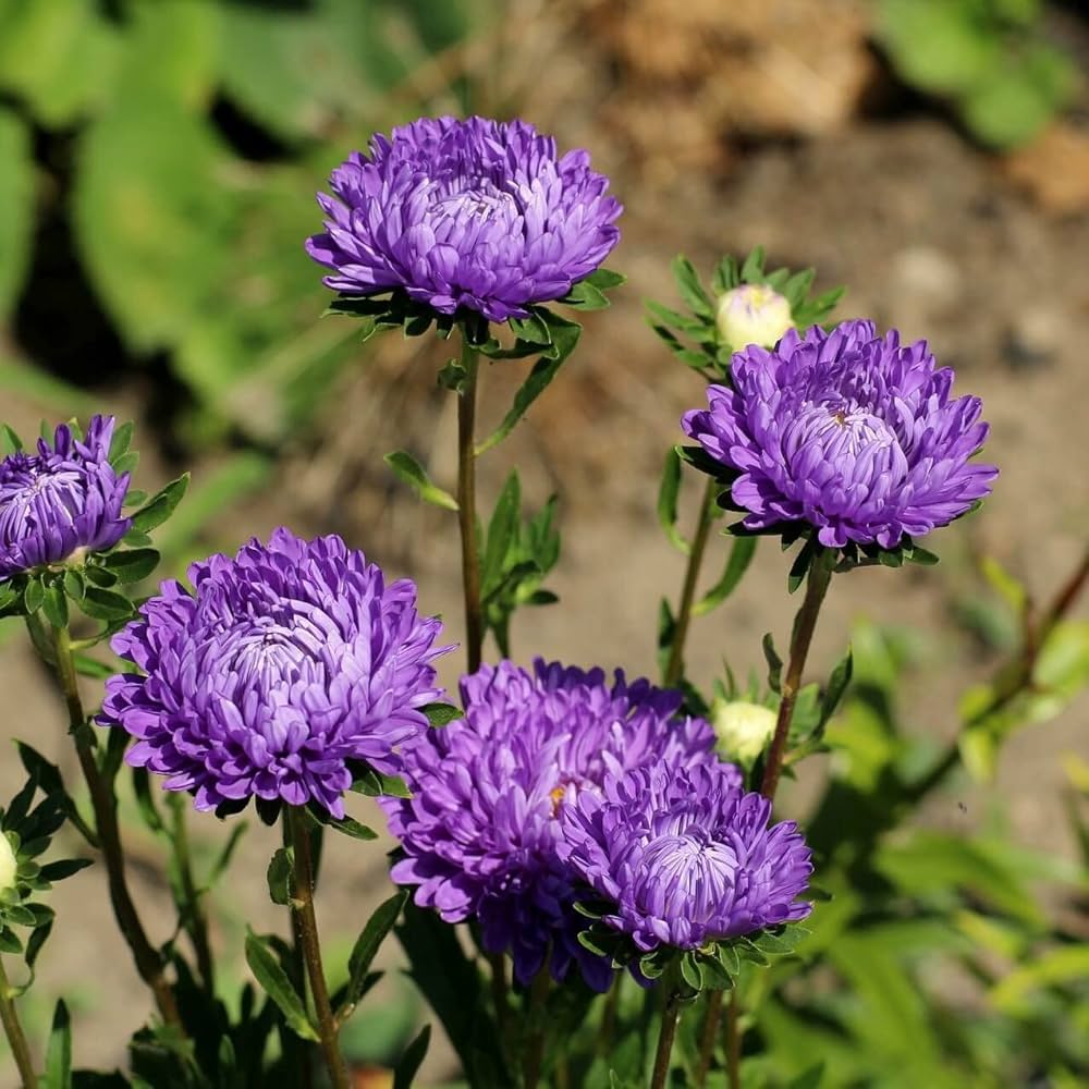 Aster Plant Purple