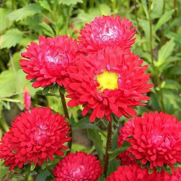 Aster Plant Red