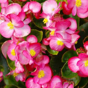 Begonia Plant