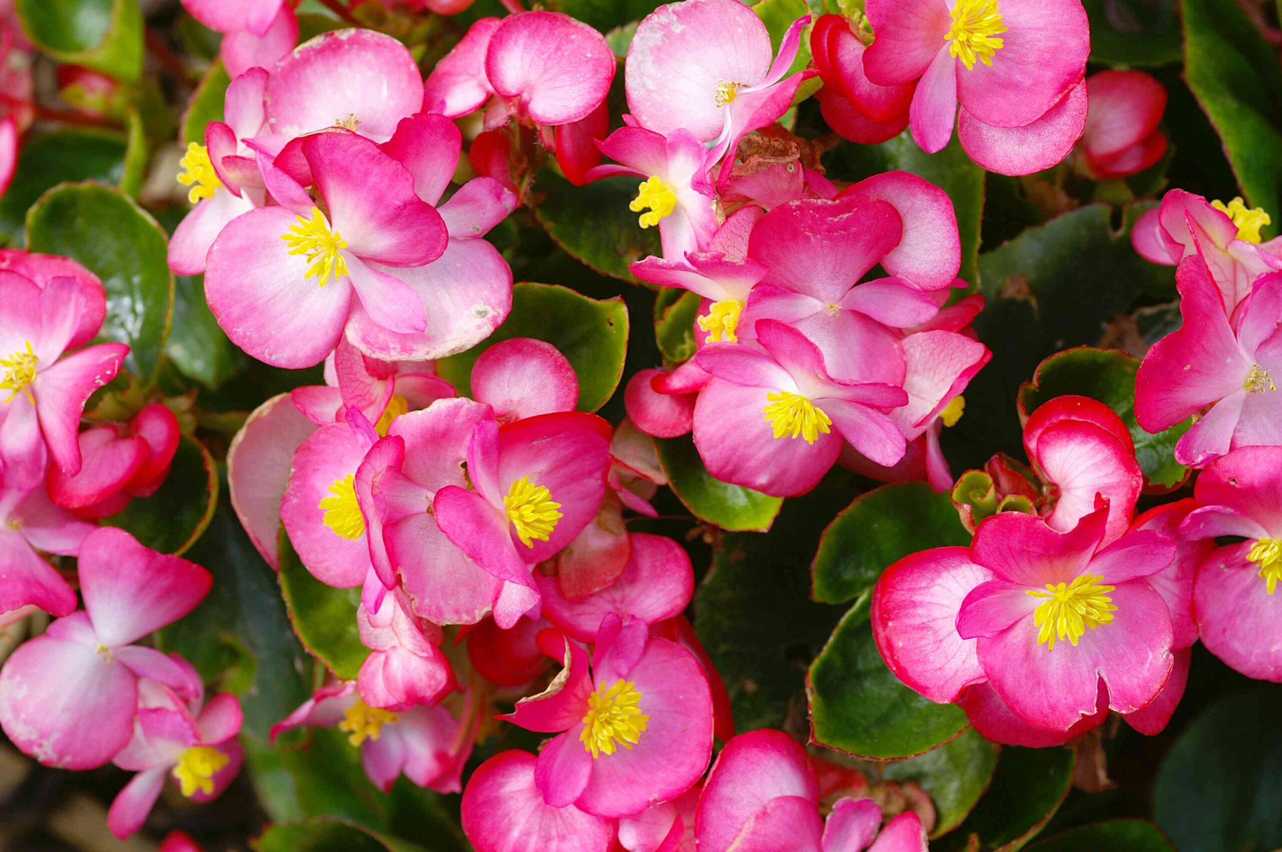 Begonia Plant