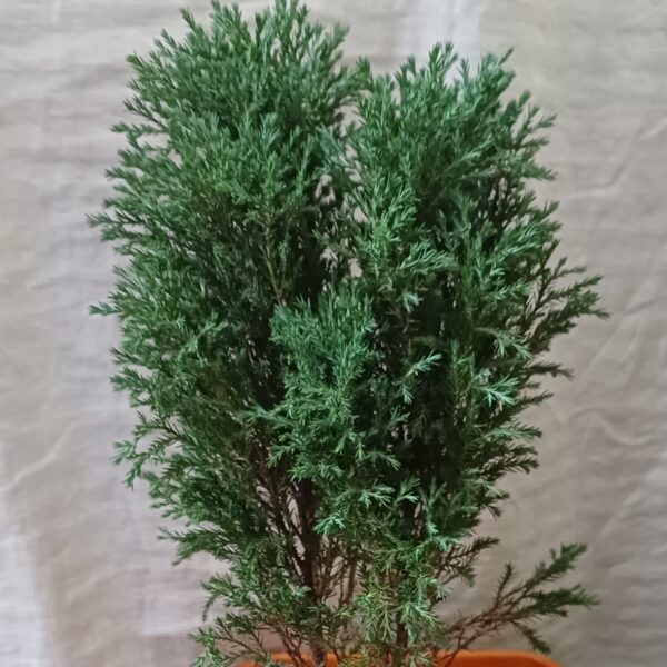 Jhaw Plant