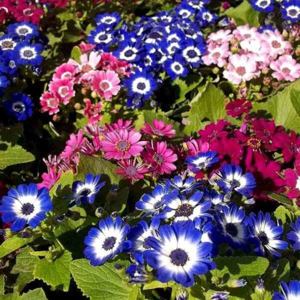 Cineraria Plant - Image 2
