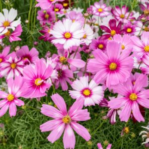 Cosmos Plant