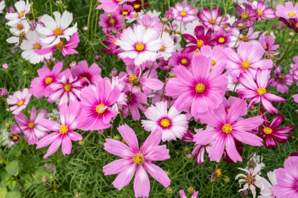 Cosmos Plant