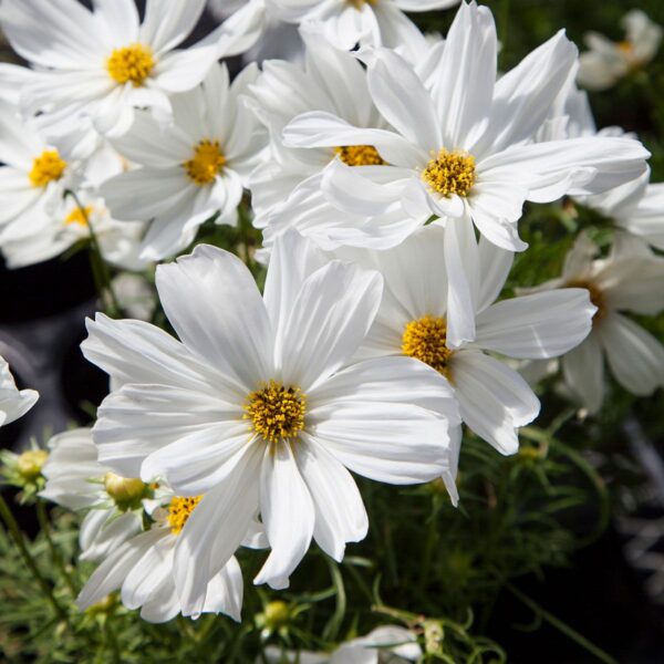 Cosmos Plant - Image 3