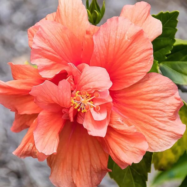 Double Petal Hibiscus Orange
