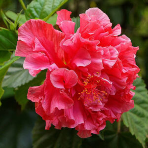 Double Petal Hibiscus Red