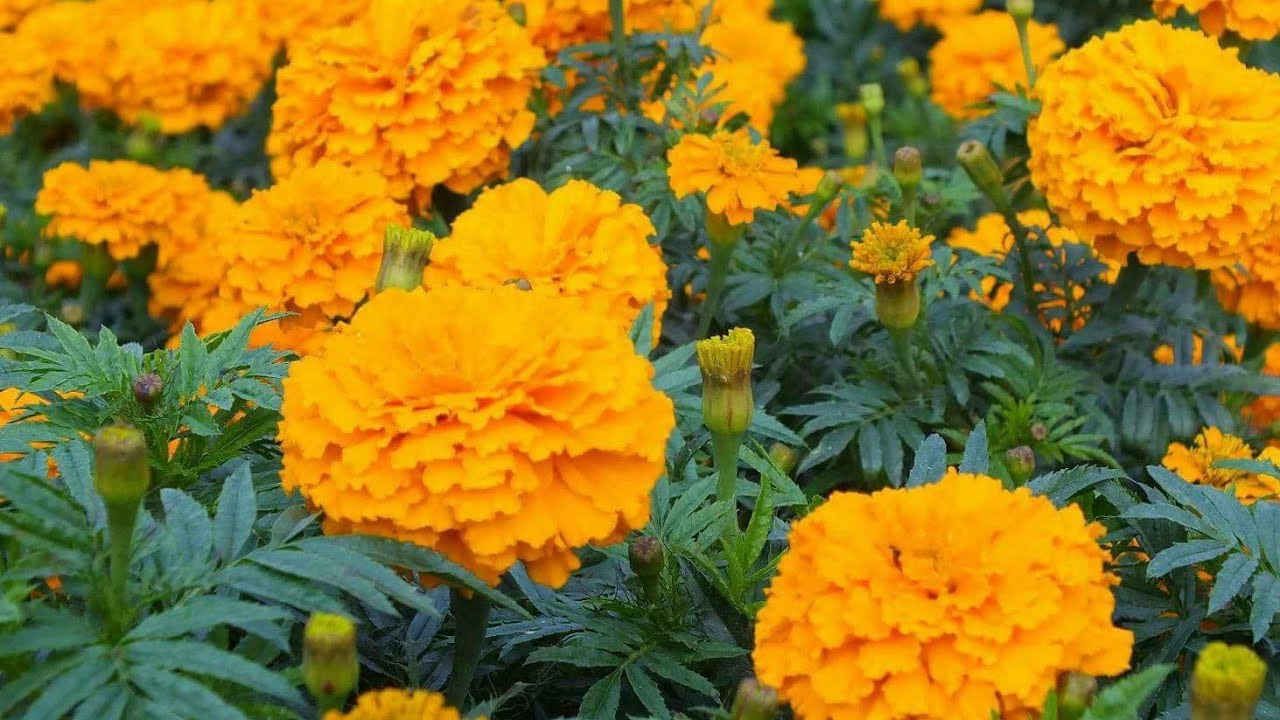 Gada Plant
