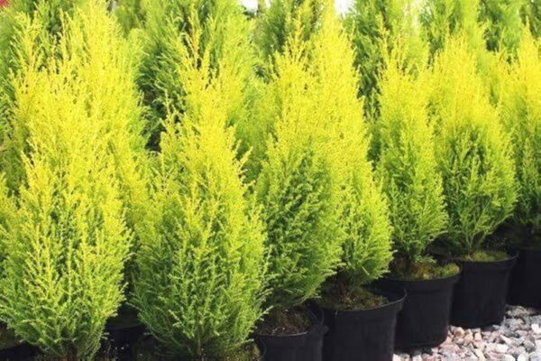 Jhaw Plant - Image 3