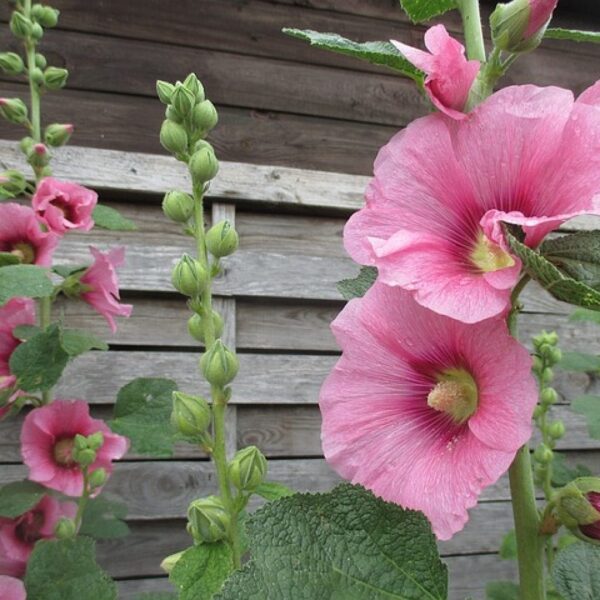 Hollyhocks pink