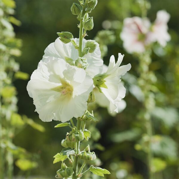 Hollyhocks white