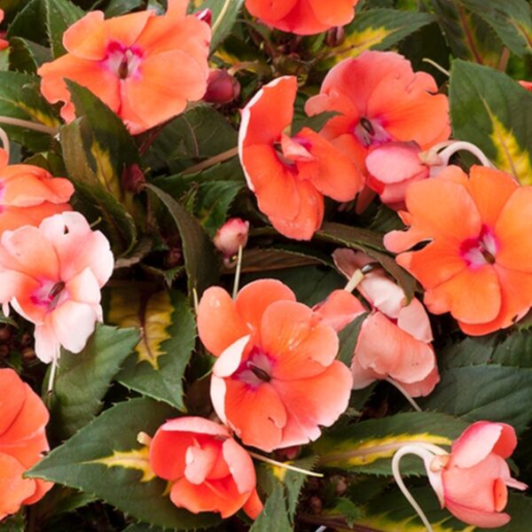 Impatiens coral