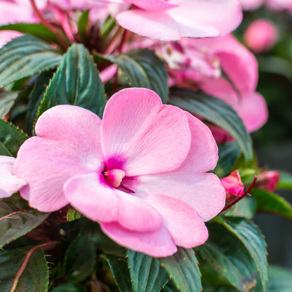 Impatiens pink