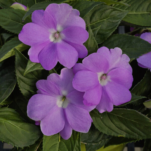 Impatiens purple