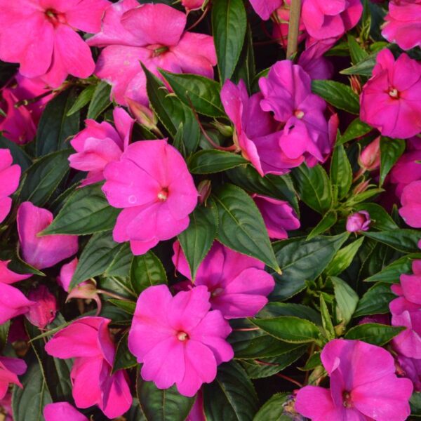Impatiens violet