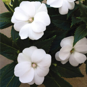 Impatiens white