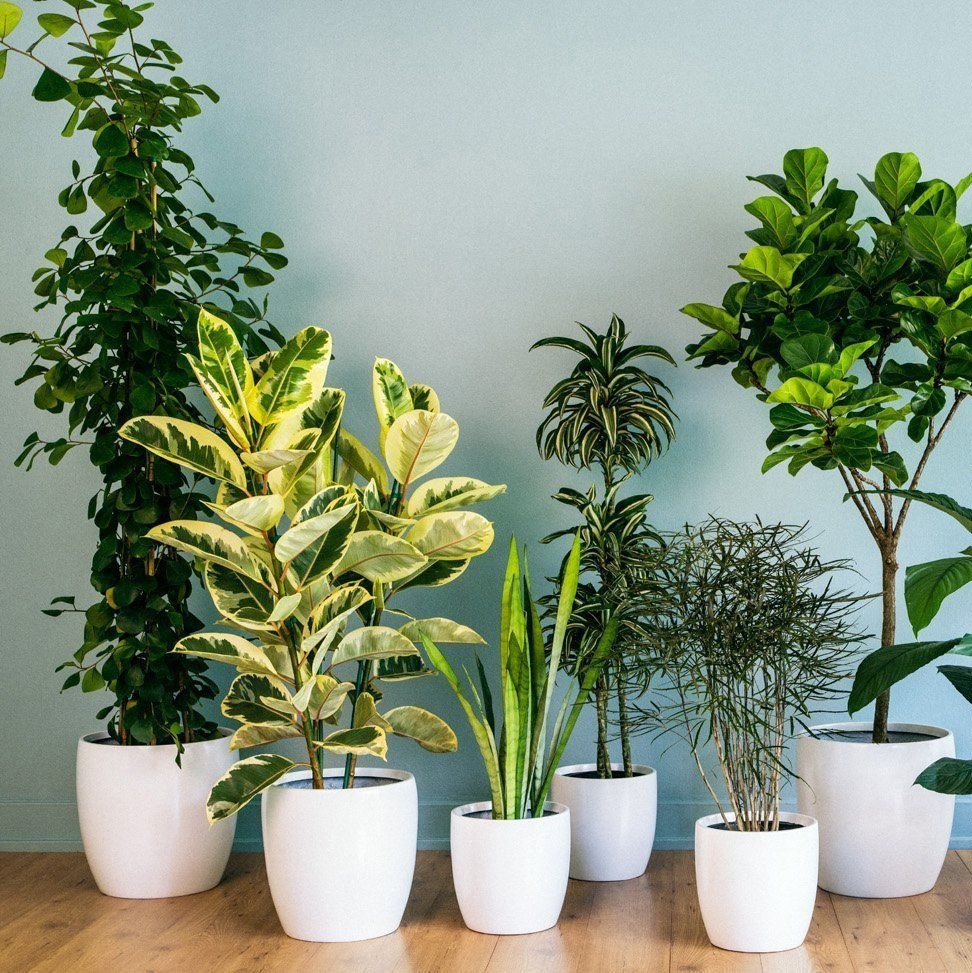 Indoor Plants