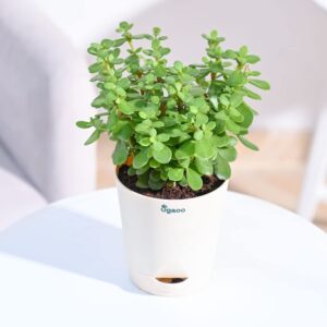 Jade Plant
