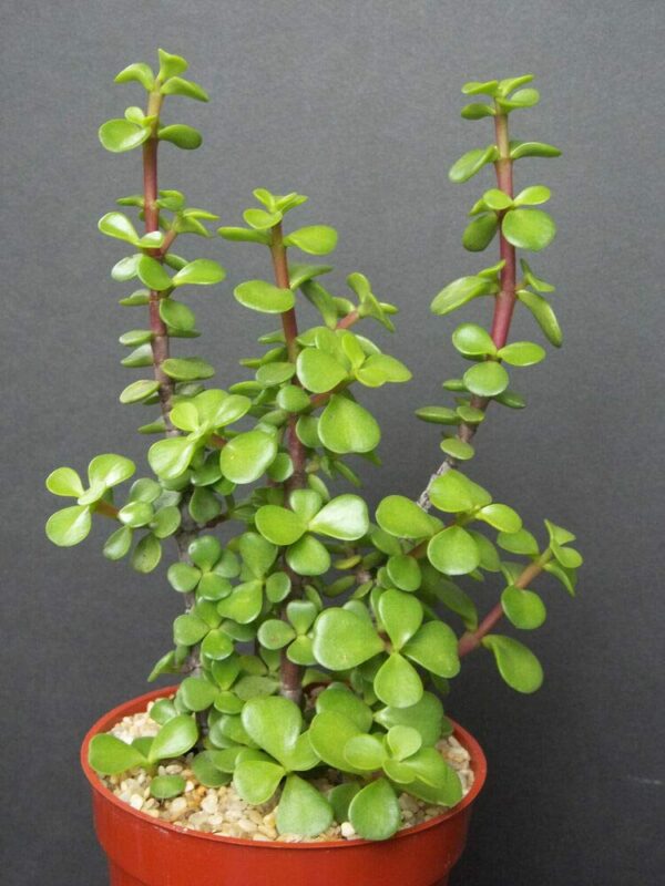Jade Plant - Image 2