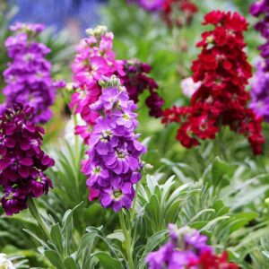 Stock Flower Mixed