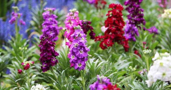 Stock Flower Mixed