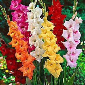 Gladiolus Plants