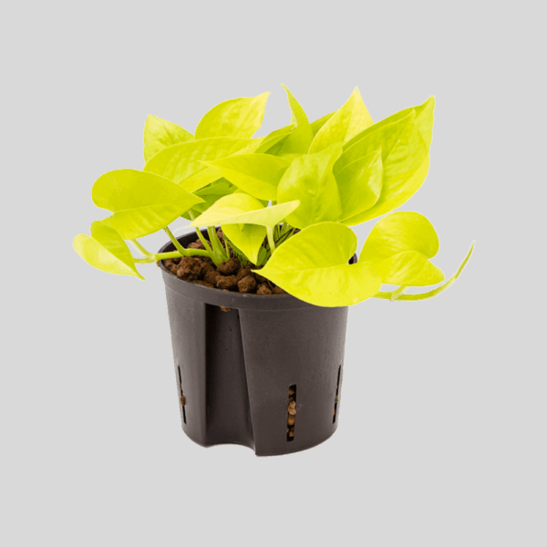 Money Plant yellow Neon-Color