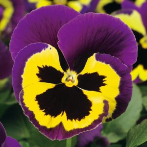 Pansy Purple