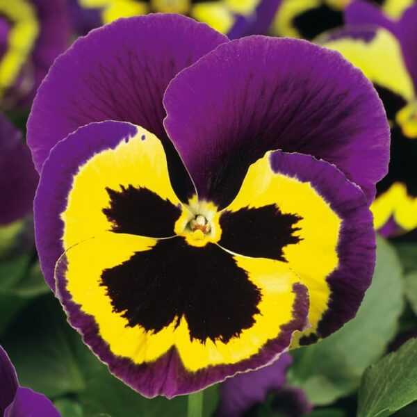 Pansy Purple