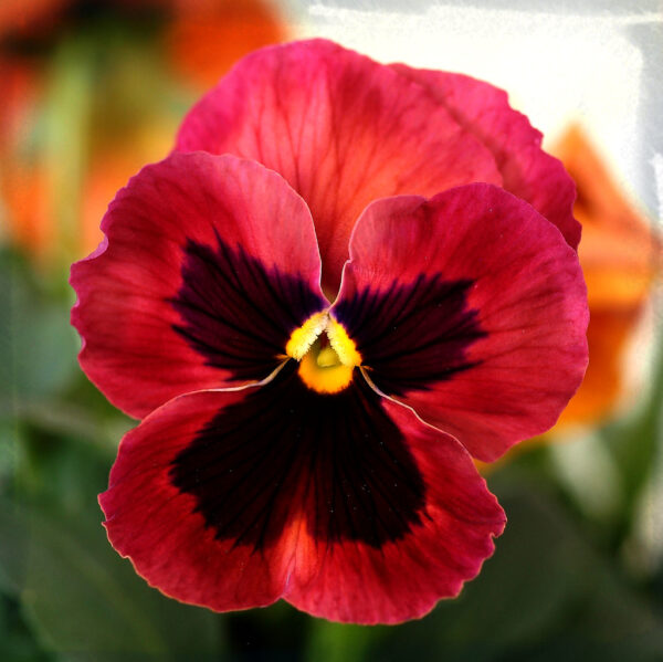 Pansy Red