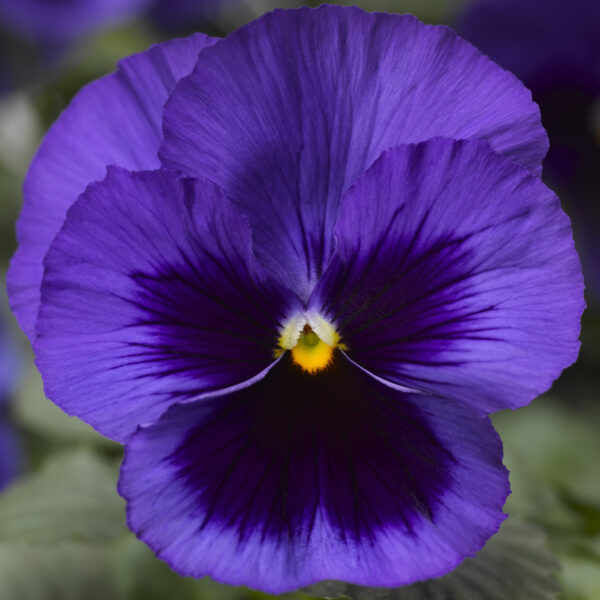 Pansy Violet