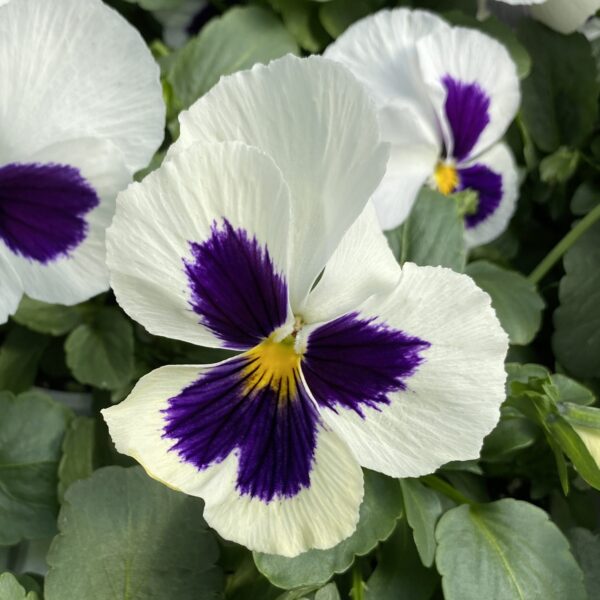 Pansy White