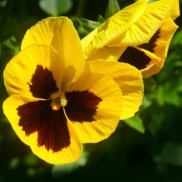 Pansy Yellow