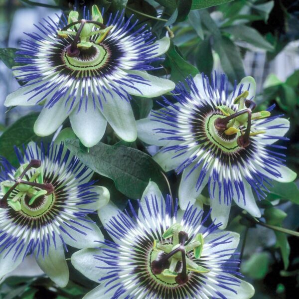 Passion Flower Plant Blue