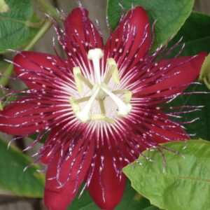 Passion Flower Red