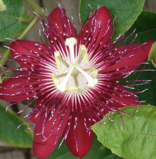 Passion Flower Red