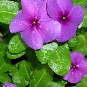 Periwinkle Plant