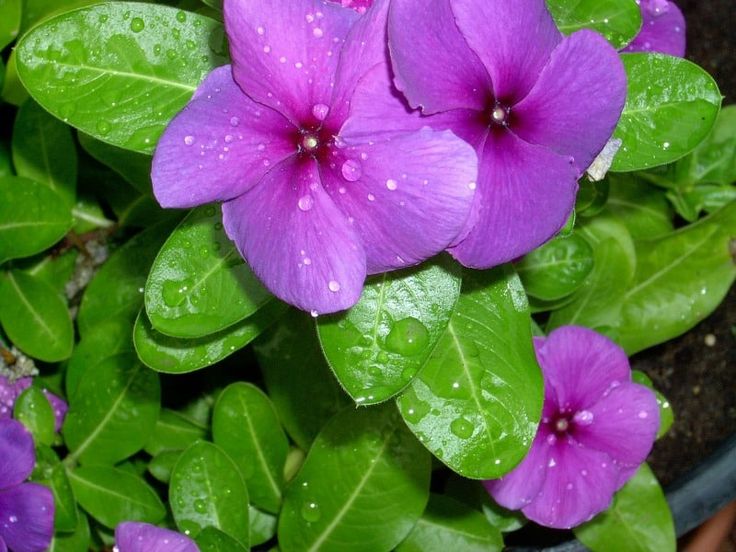 Periwinkle Plant