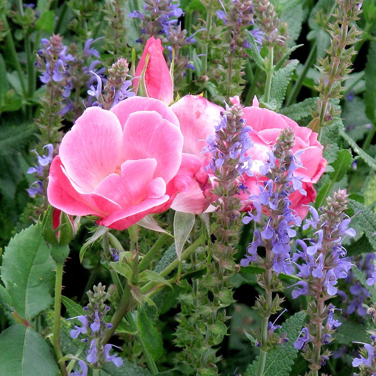 Perrenial Plants