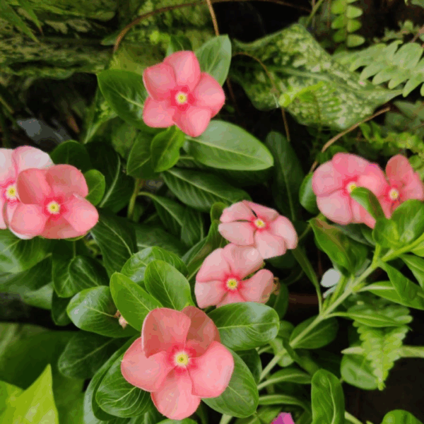 Nayantara Plant - Image 4